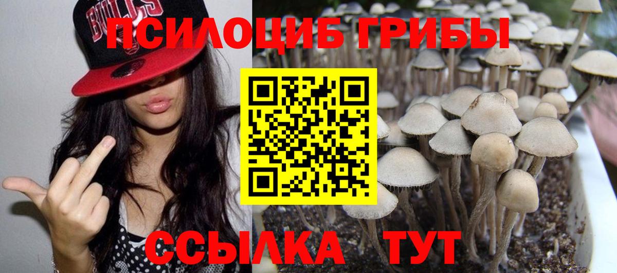Псилоцибиновые грибы Psilocybine cubensis Воркута